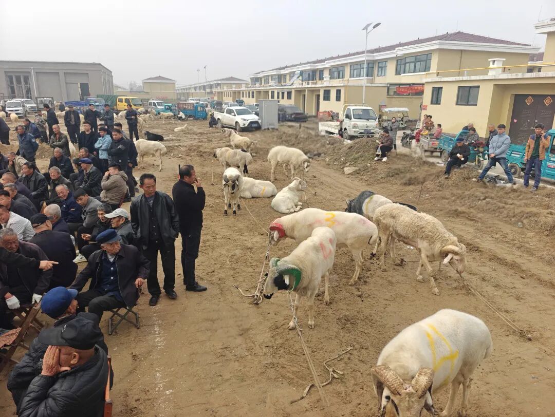 郓城丁里长街道斗羊大会热闹开锣，千余群众赏150场次精彩对决