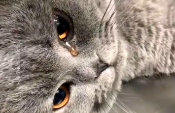 广州一动物血库灰色产业被曝光，律师：应加快制定相关法规