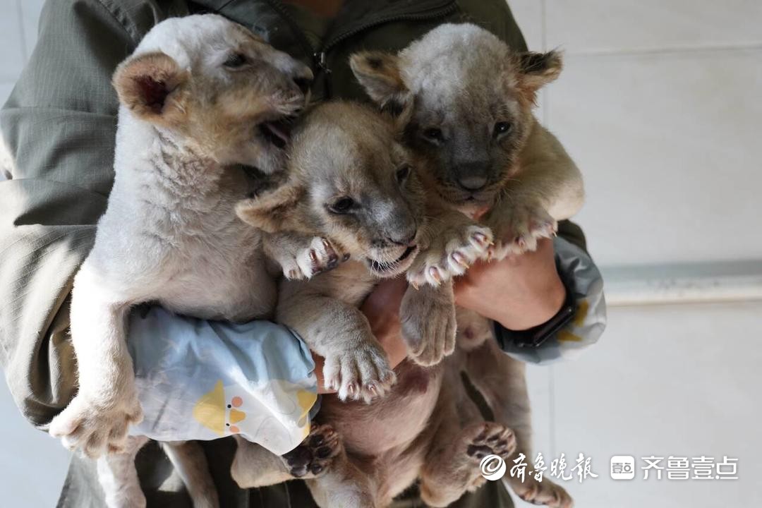 3胞胎小狮子满月后迎客！青岛森林野生动物世界惠民月开启