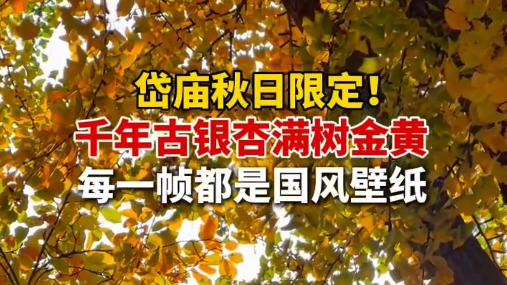 果然视频｜岱庙秋日限定！千年古银杏满树金黄，每一帧都是国风壁纸