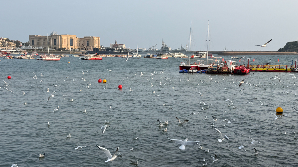 果然视频丨油条面包都满上！第一批海鸥已抵达青岛栈桥