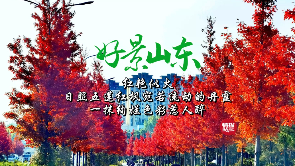 果然视频·好景山东|日照五莲红枫宛若流动丹霞，绚烂色彩惹人醉