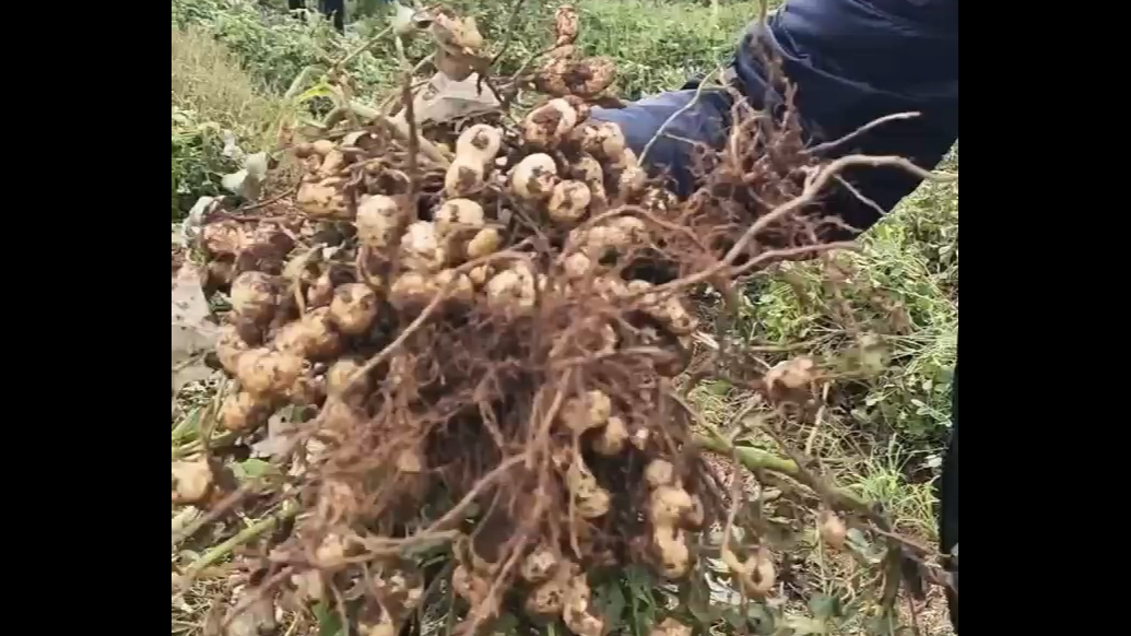 果然视频|花生迎天气“大考”：产量如何？