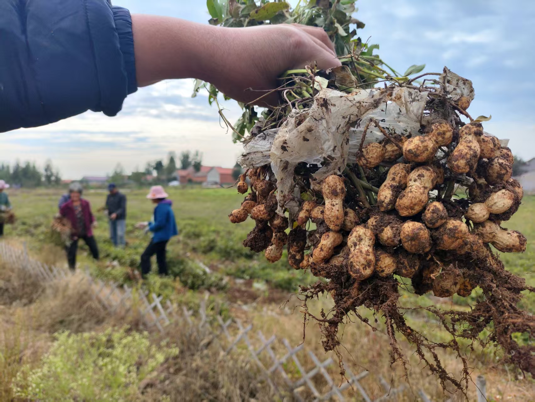 花生“大考”——主产地实探，抢下来的花生去了哪里