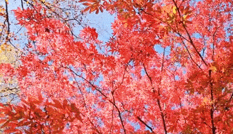 10月29日最佳情报|千佛山会热闹非凡，日照红枫惹人醉！恭喜