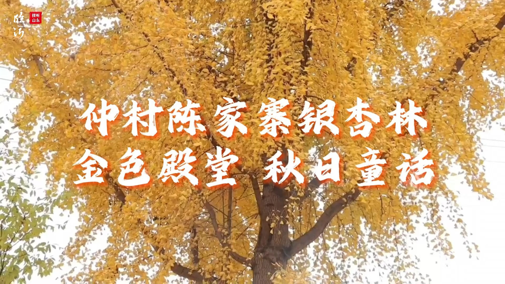 视听山东·平邑|陈家寨银杏林：金色殿堂，秋日童话