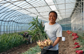 姜田里装“地暖”，“汶水红”反季红芽姜亩产效益超20万
