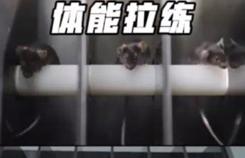 中国空间站首次迎来4位小鼠“航天员”