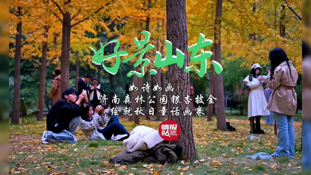 果然视频·好景山东|济南森林公园银杏披金，绘就秋日童话画卷