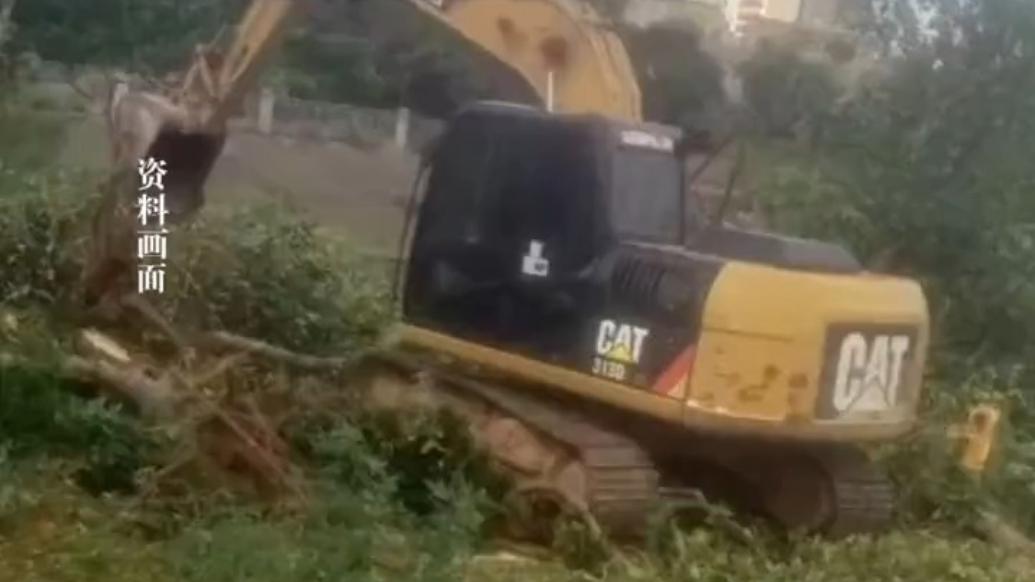 湛江一村民称疑因防蚊，自家30多年树龄的20棵菠萝蜜树被清理