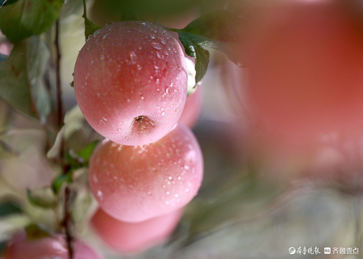 果香满园 ，景美人和