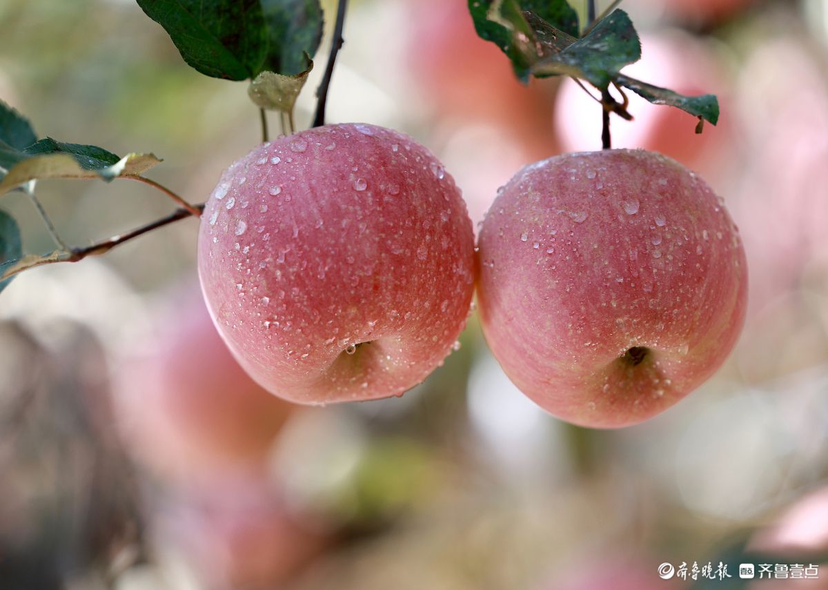 果香满园 ，景美人和