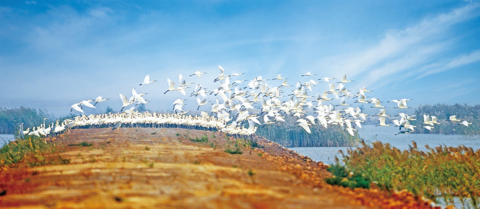 芦花新闻|东营市人大创新工作实践观察