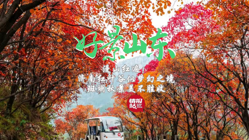果然视频·好景山东|济南红叶谷似梦幻之境，斑斓秋景美不胜收 