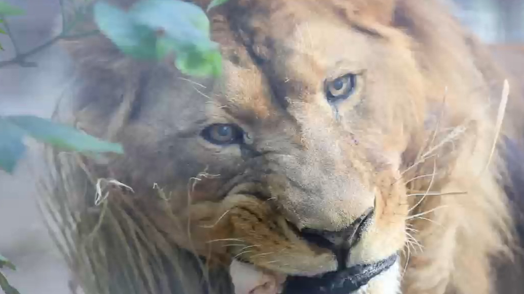 果然视频|动物视界（454）岁岁重阳，暖意绵长