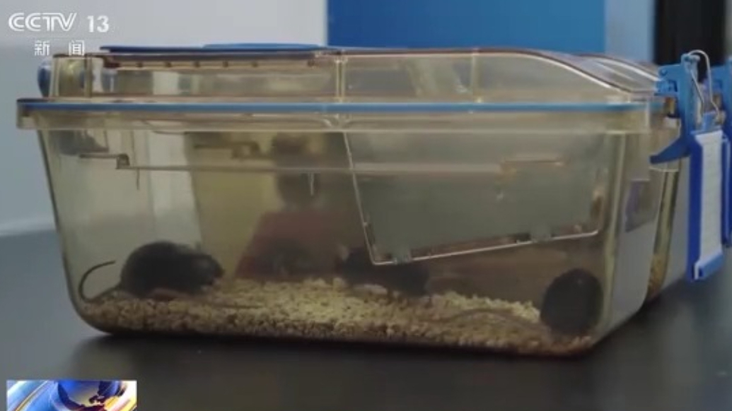 300只中选拔4只，想当“太空小鼠”也要“过五关斩六将”