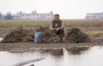 农业保险投入上千元理赔仅九元，究竟谁在“旱涝保收”
