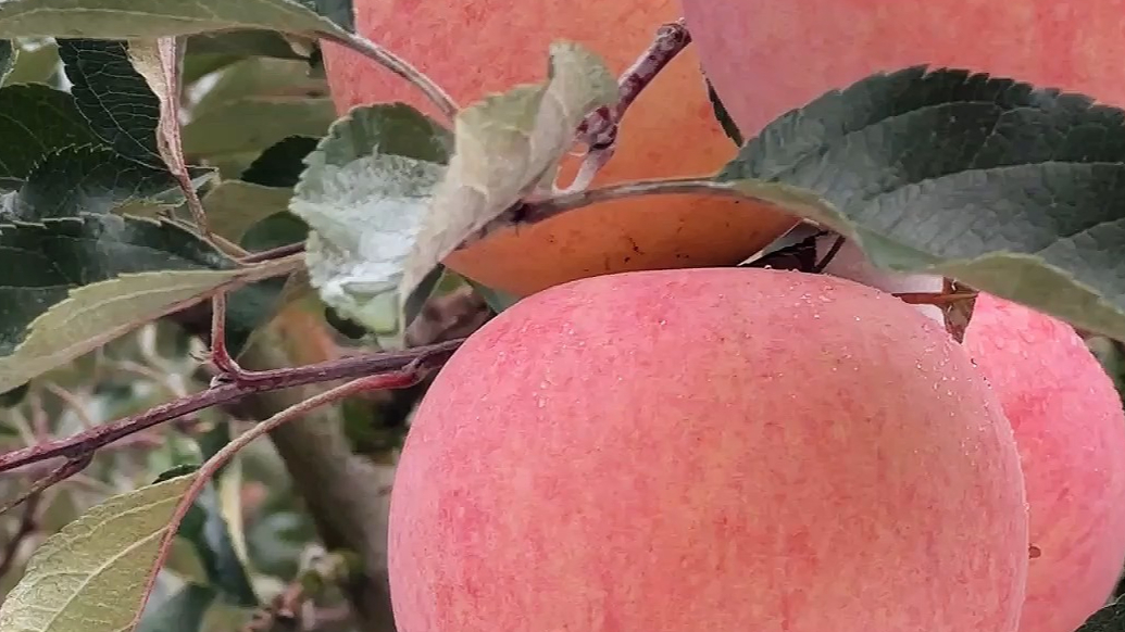 果然视频｜烟台百年老果树历经三次高接换头依然枝繁叶茂