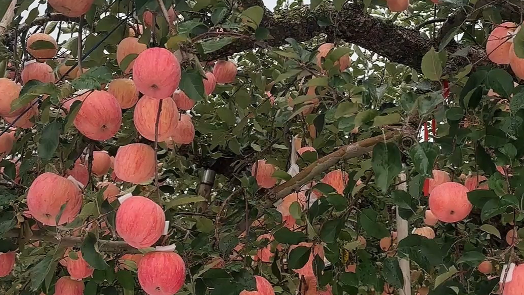 果然视频｜烟台百年老苹果树今年挂果1400多斤，果实脆甜