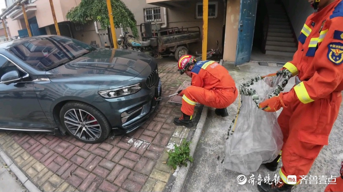 果然视频|花蛇钻进轿车发动机舱，车主喊来消防员“帮忙”