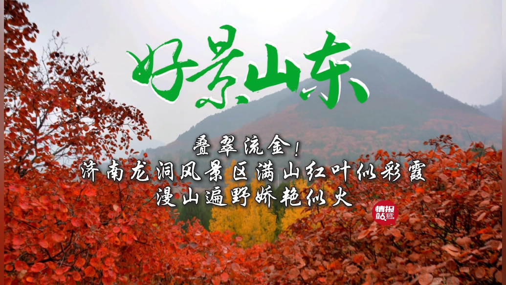 果然视频·好景山东|济南龙洞风景区满山红叶，叠翠流金娇艳似火