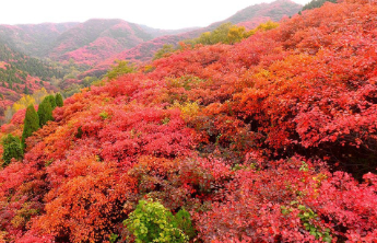 壹点日历11.2|早安！最美不过秋天，枫叶染红了整片山林