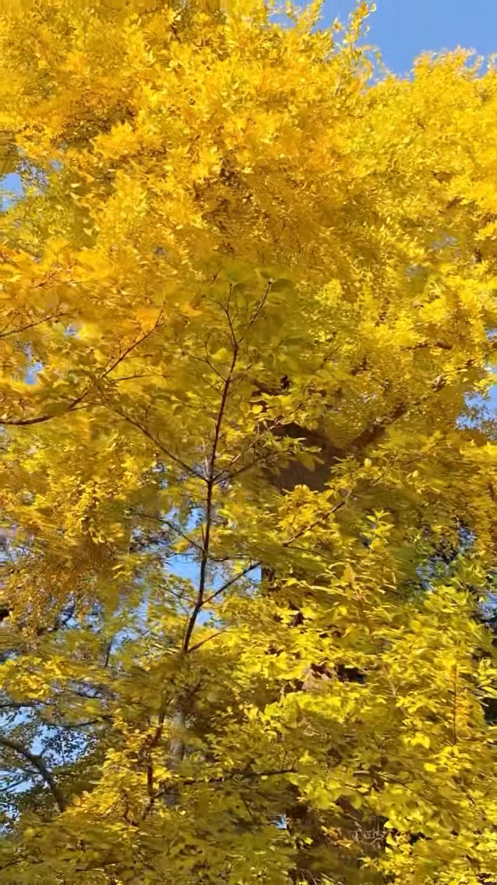 王母池的金黄醉了游人的心扉.摄影杜希毓