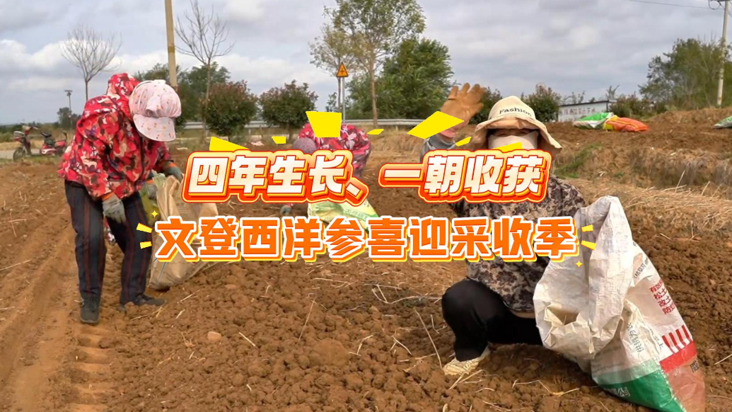 果然视频丨四年生长、一朝收获，文登西洋参喜迎采收季