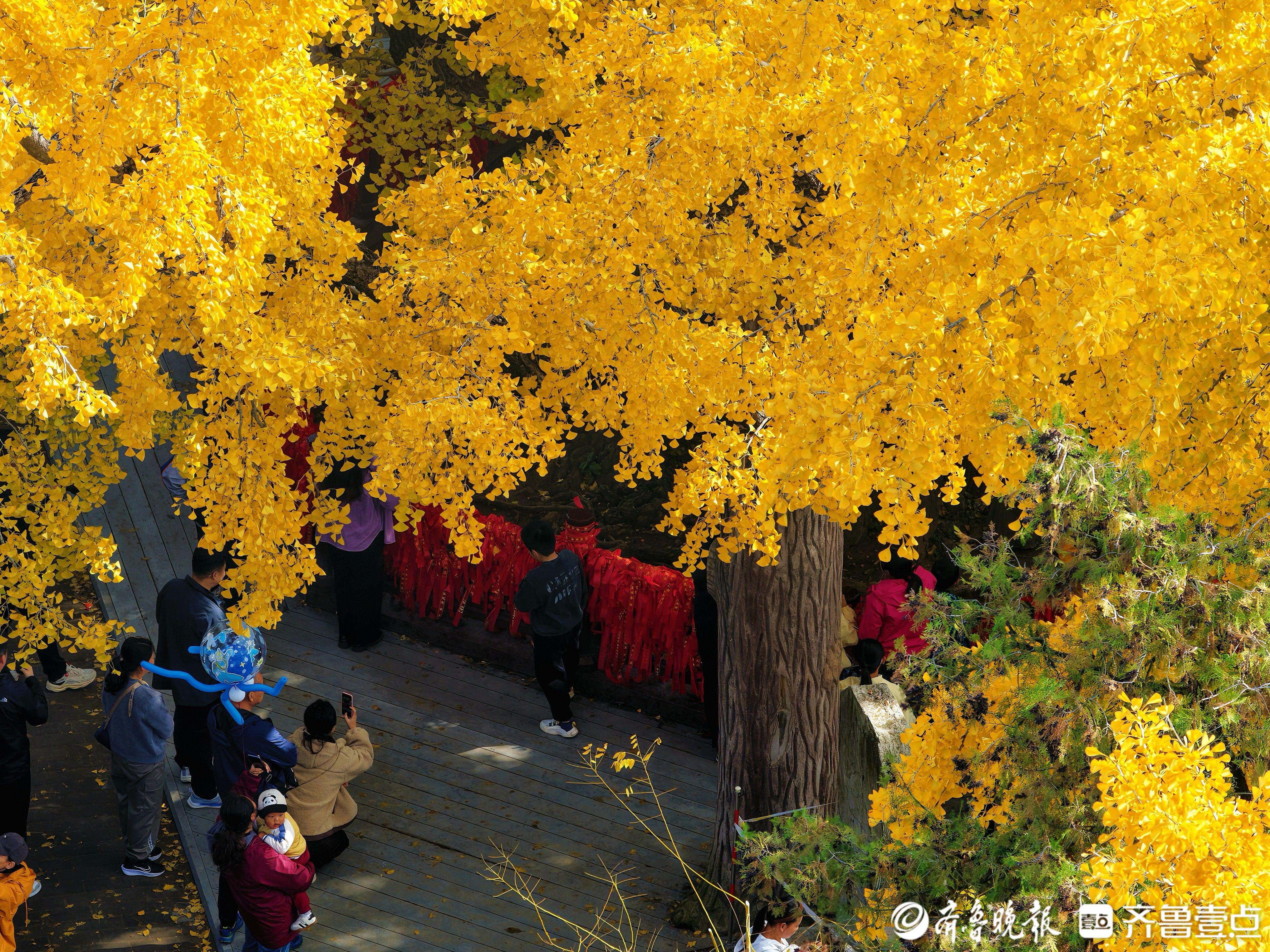 高光时刻“杏”好遇见！莒县浮来山四千年银杏树进入最佳观赏期
