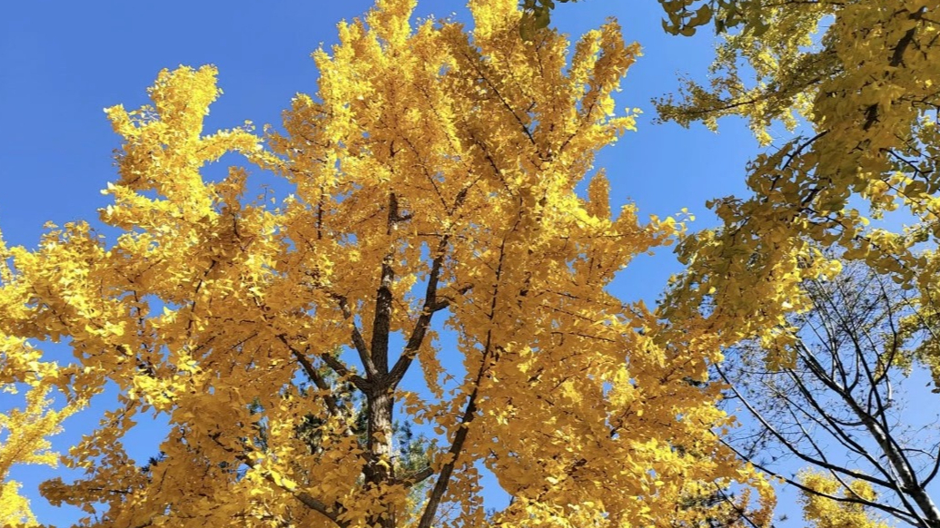 天气情报站|晴空万里！济南醉美泉城蓝上线，一幅迷人秋日画卷