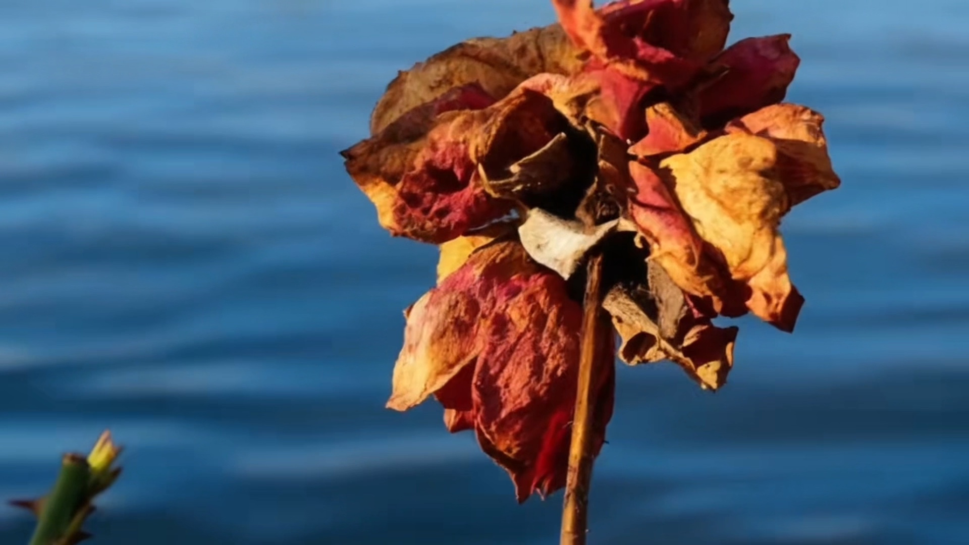 相见时难别亦难 ，东风无力百花残