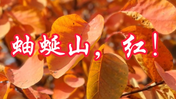 马池珠：蚰蜒山，红！