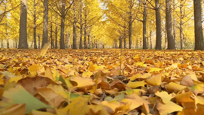 11月2日最佳情报|济南醉美泉城蓝上线，丁子寨秋景斑斓多姿！