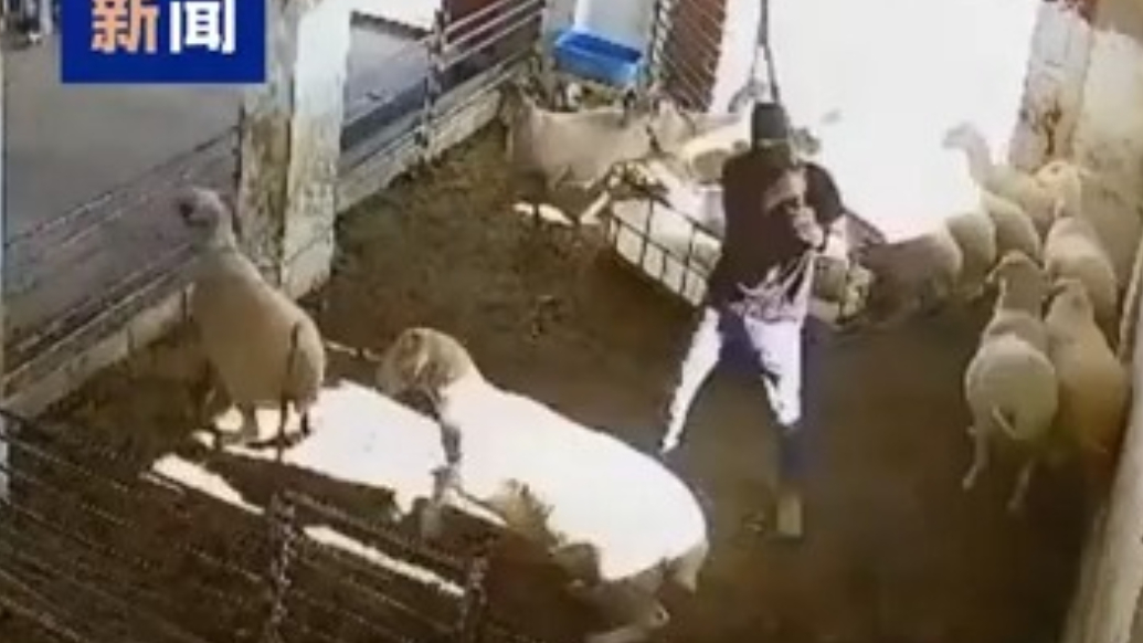 巴农民控诉以色列定居者杀羊砸车