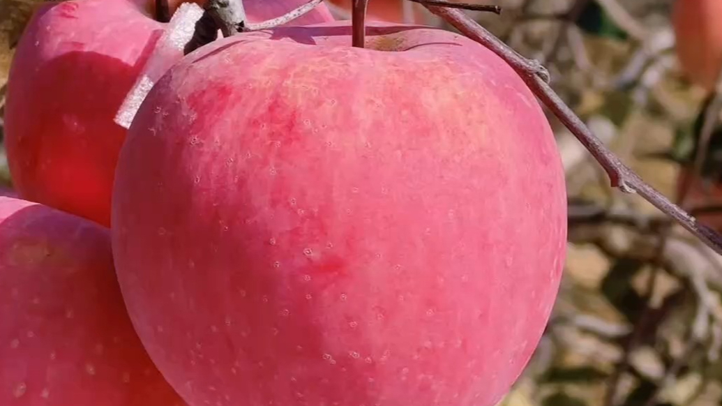 果然视频｜“仙境烟台游”活动再次启程，采风团探访栖霞苹果