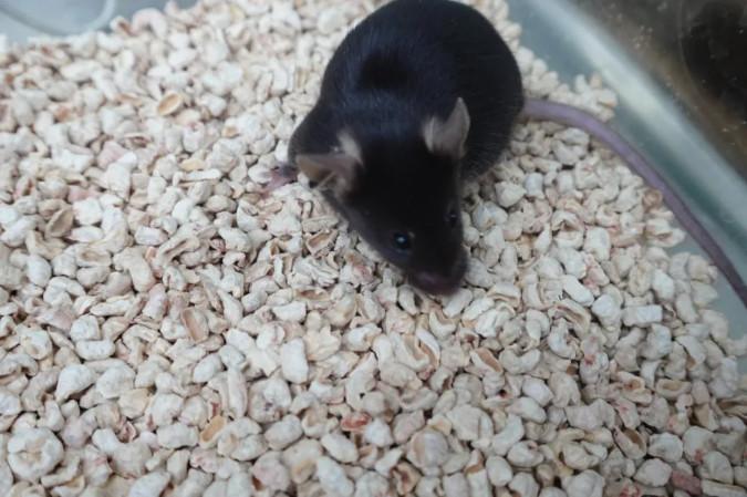 为4只“太空小鼠”取名，网友：从从、容容、游刃、有余……