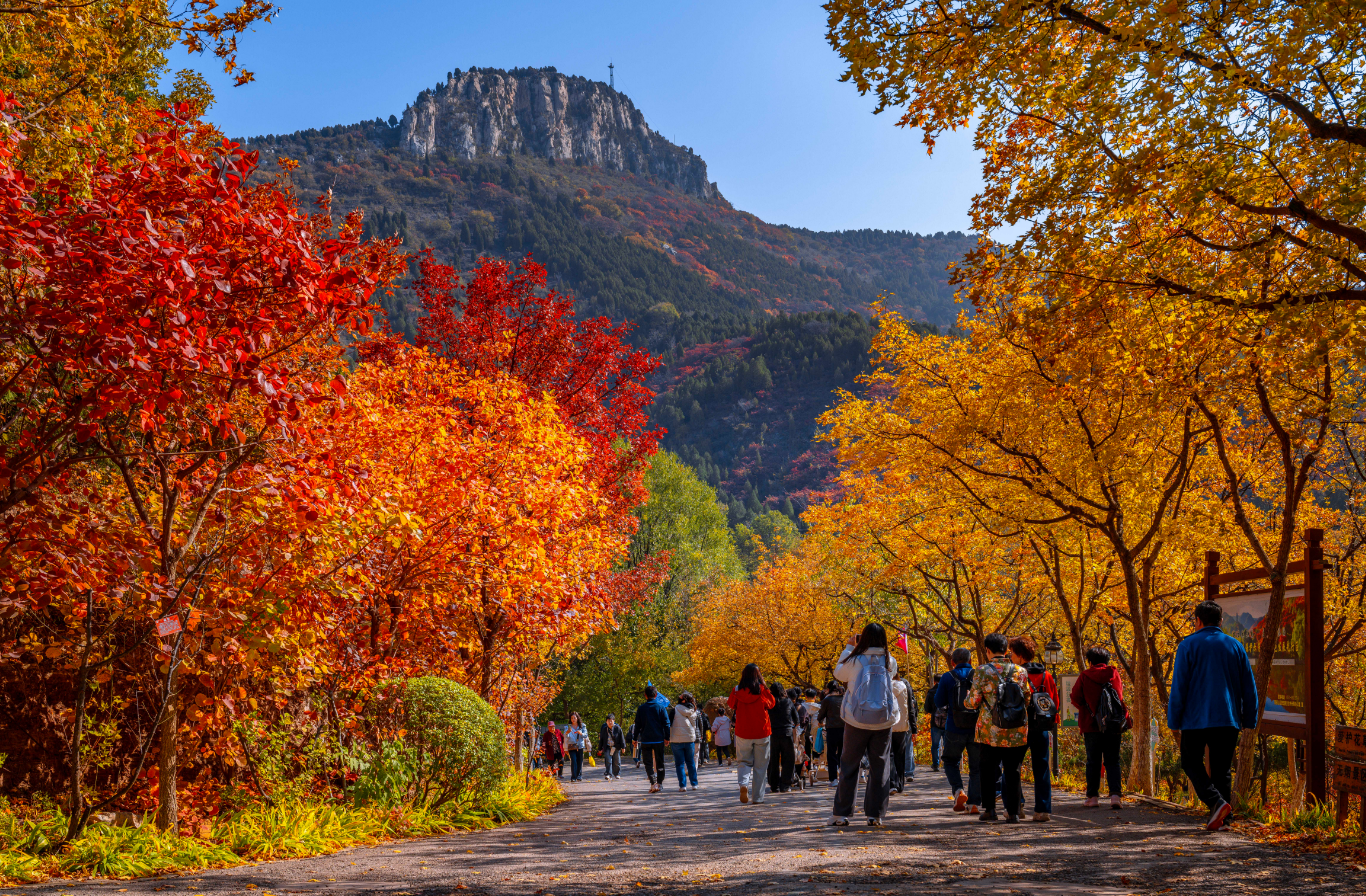 一步一景入画来！济南红叶谷的深秋藏着最治愈的诗意