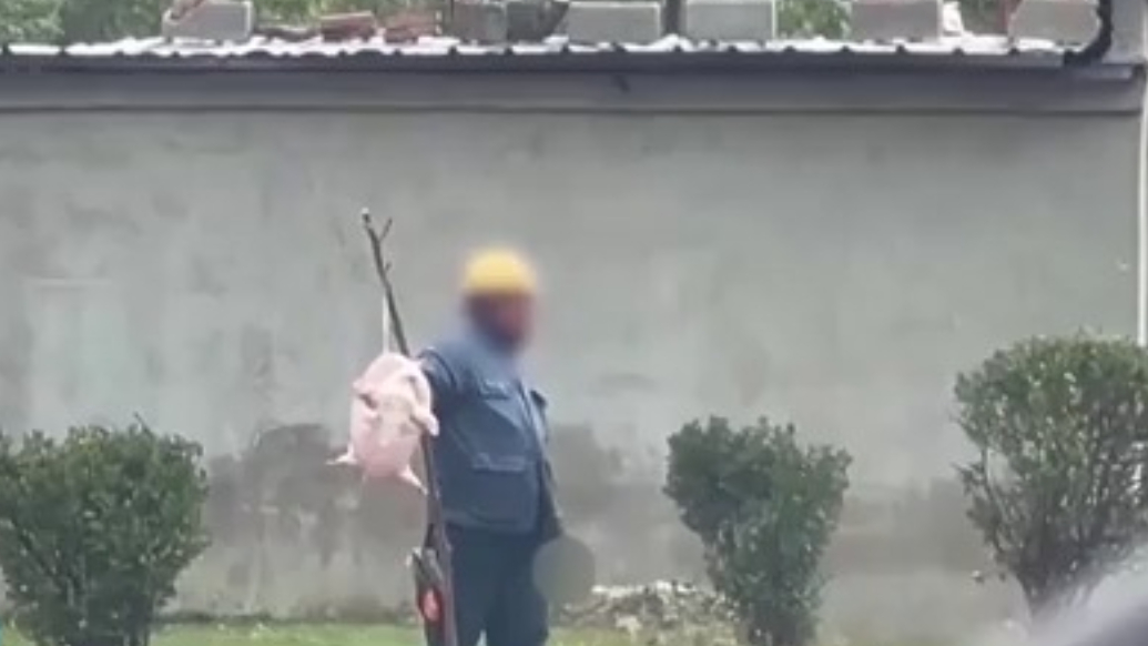 街头贩卖“野生鳖”？系外来物种冒充