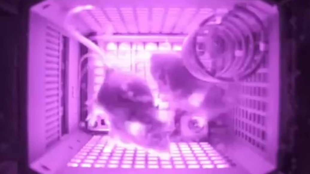 小鼠上太空微镜头：“埋头干饭”“按时喝水”“劳逸结合”