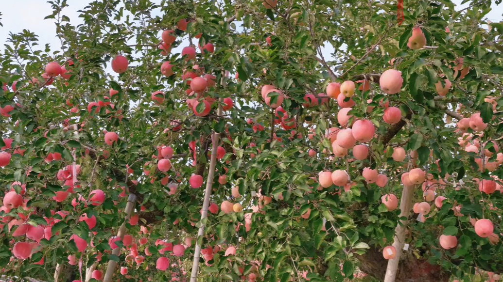 果然视频｜外地画家被烟台苹果百年古树震撼，现场画下它的繁茂