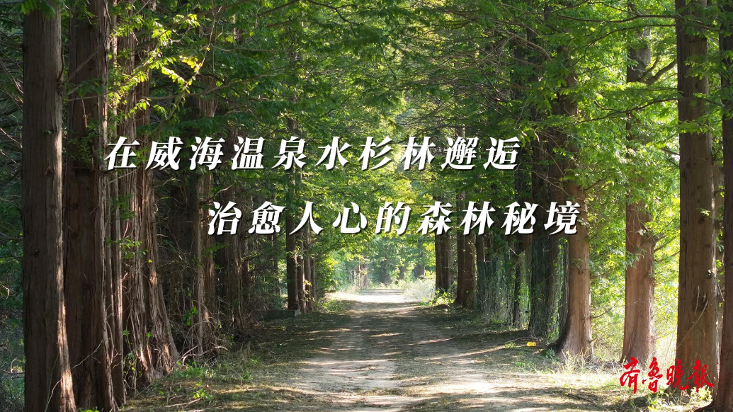 果然视频丨层林尽染，在威海温泉水杉林邂逅治愈人心的森林秘境