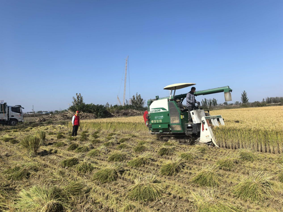 从“零散薄田”到“丰收画卷”，“旱改水”田地逆袭