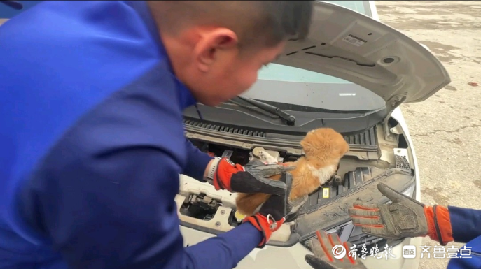 果然视频|宠物狗钻进轿车发动机舱内被困，车主求助消防员