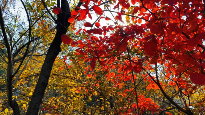 峄州印象 | 牛郎山，为什么这样红？