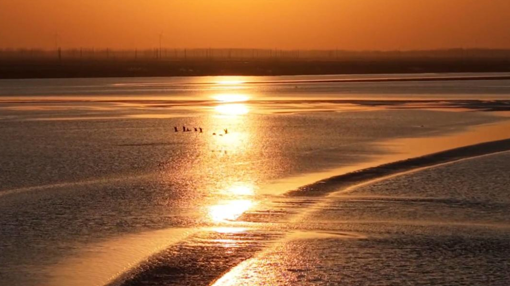 菏泽东明县首次发现国家一级保护动物黑鹳