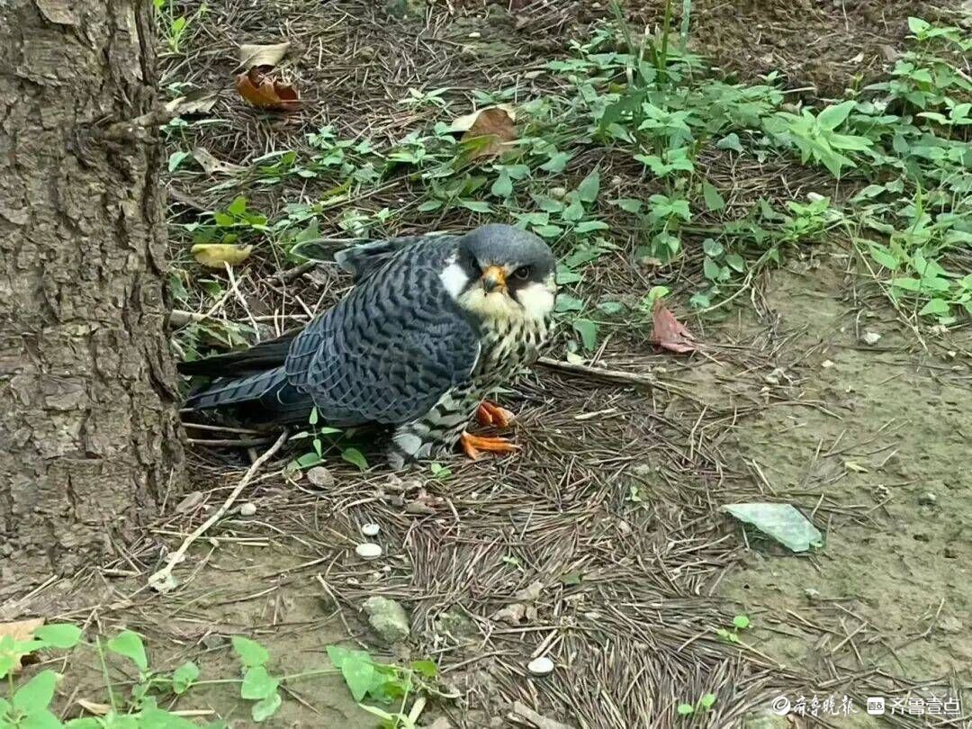 受伤游隼、误入民宅白鹭，临清警方接连救助两只国家二级保护动物