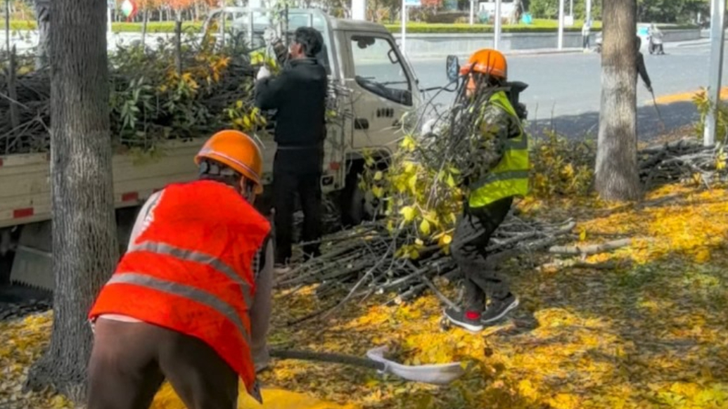 果然视频丨泰安望岳东路金叶美如画，环卫护洁净