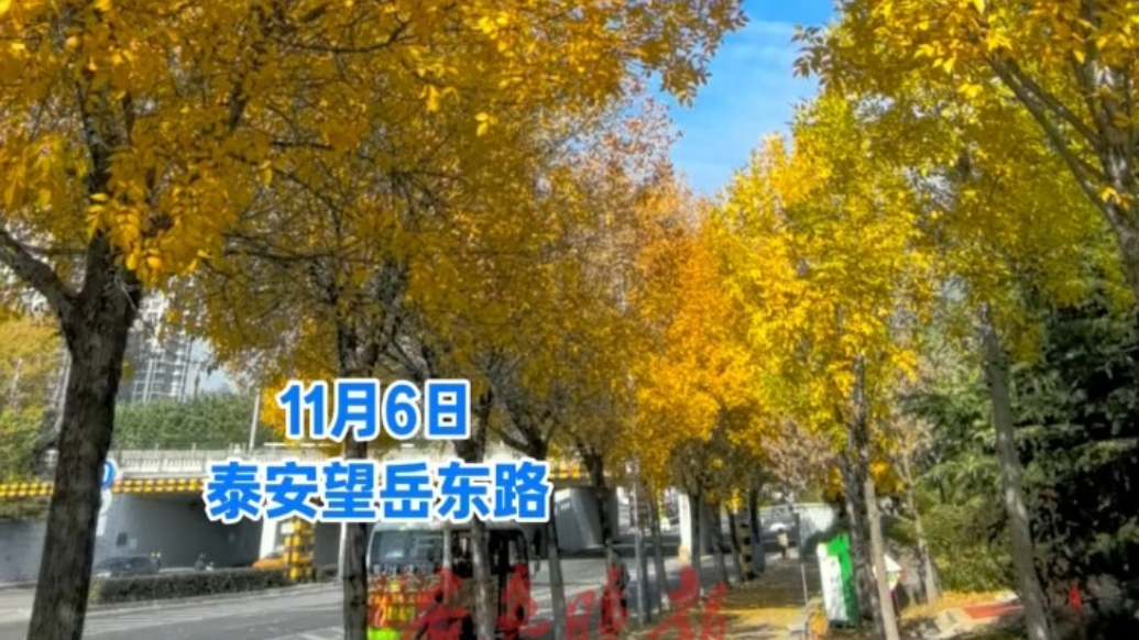 果然视频丨泰安望岳东路“鎏金”满街，金黄秋叶美出圈