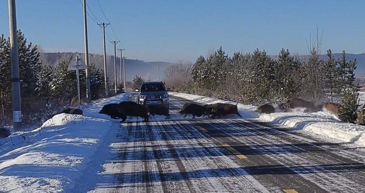 女子北极村偶遇五六十头野猪组团横穿马路：速度比车还快