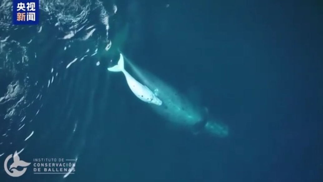阿根廷瓦尔德斯半岛迎来最大规模南露脊鲸群